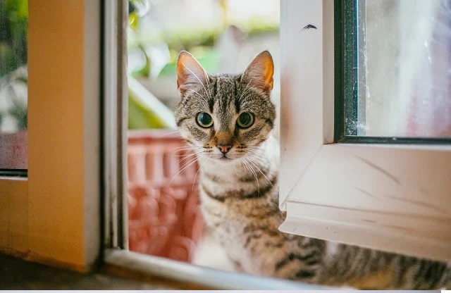 Kucing Liar Datang ke Rumah Tanda Pembawa Rezeki Menurut Primbon Jawa, Lakukan 3 Hal Ini Pasti Hoki!