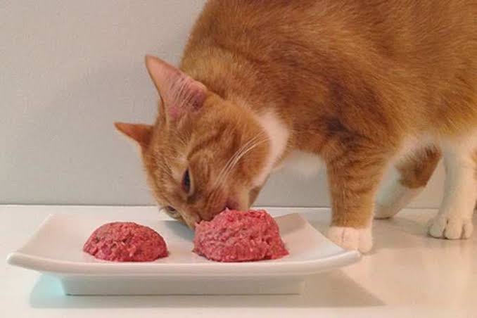 Cara Membuat Makanan Kucing Kaya Akan Nutrisi, Dijamin Kucing Suka!