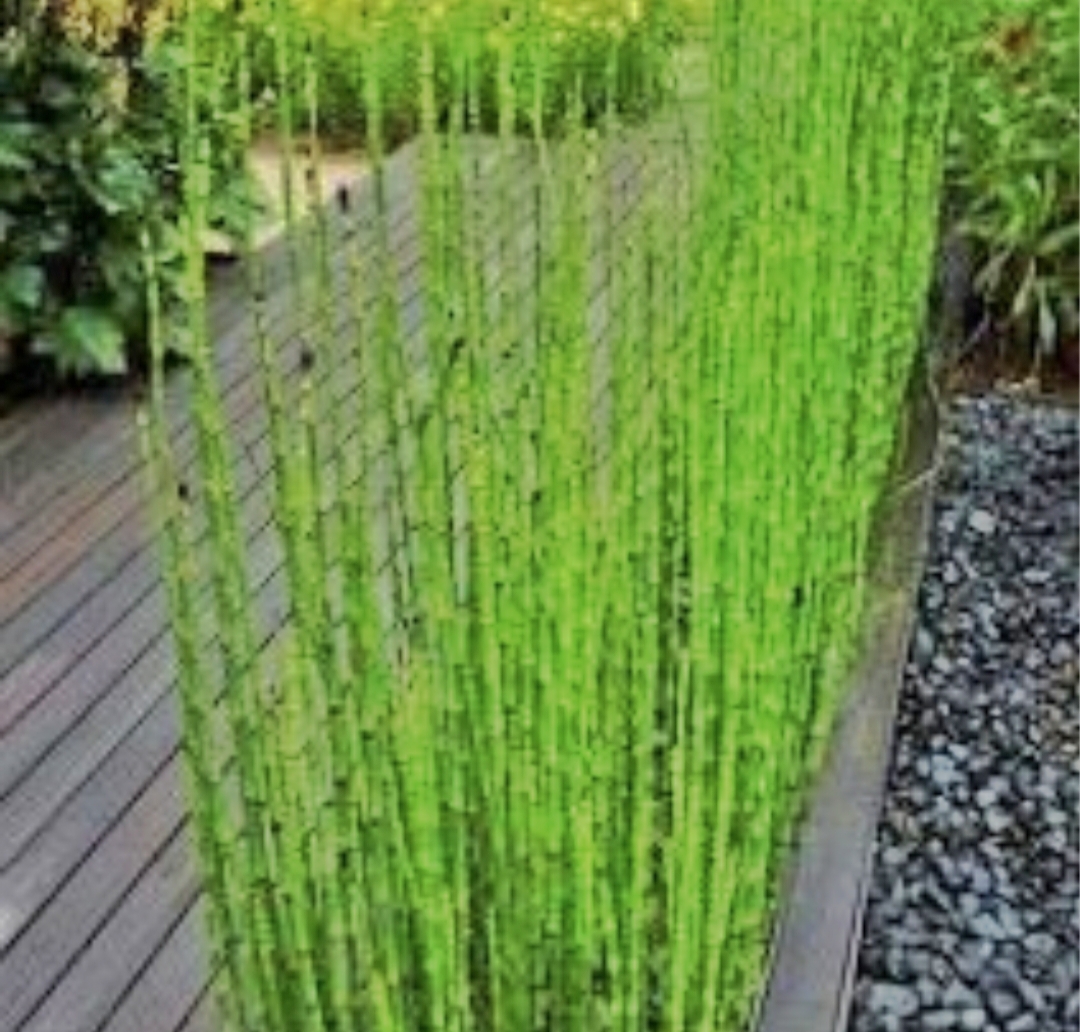 Kenali Jenis-jenis Tanaman Bambu Hias yang Membuat Pekarangan Rumah Semakin Cantik dipandang 
