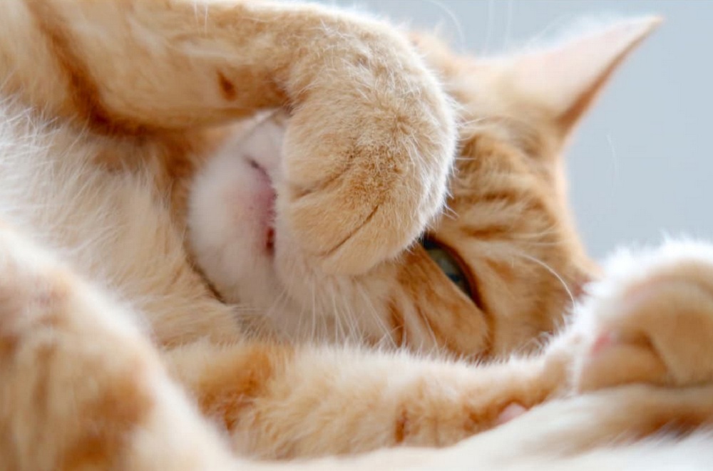 Mengenal 5 Bau Yang di Benci Kucing Tetapi di Sukai Oleh Manusia, Cocok Untuk Mengusir Kucing Secara Alami