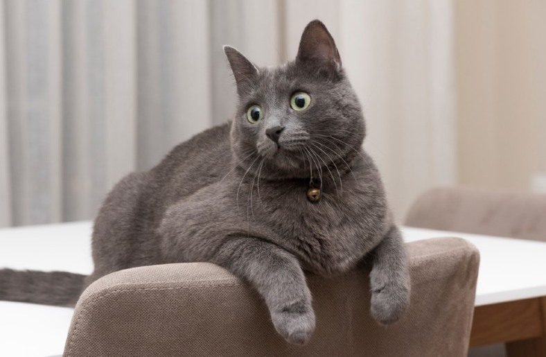 Bukan Hanya Lucu, Berikut 5 Ras Kucing Pembawa Keberuntungan dan Rezeki Bagi Pemiliknya