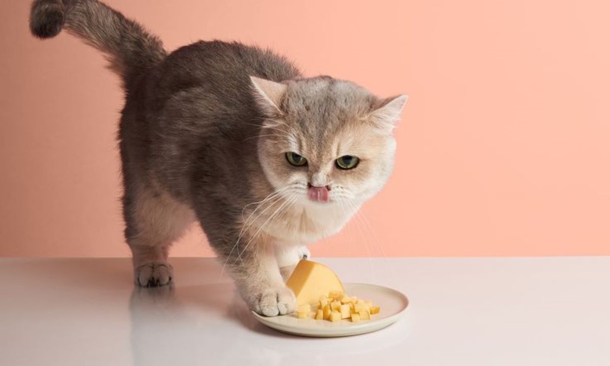 Hati-Hati Jangan Sembarangan Memberi Makan pada Kucing, Terutama Keju! Begini Penjelasannya