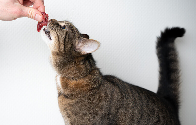 Bolehkah Kucing Makan Tulang? Ternyata 6 Jenis Makanan Berikut ini, Tidak Boleh Dikonsumsi Peliharaan Kita