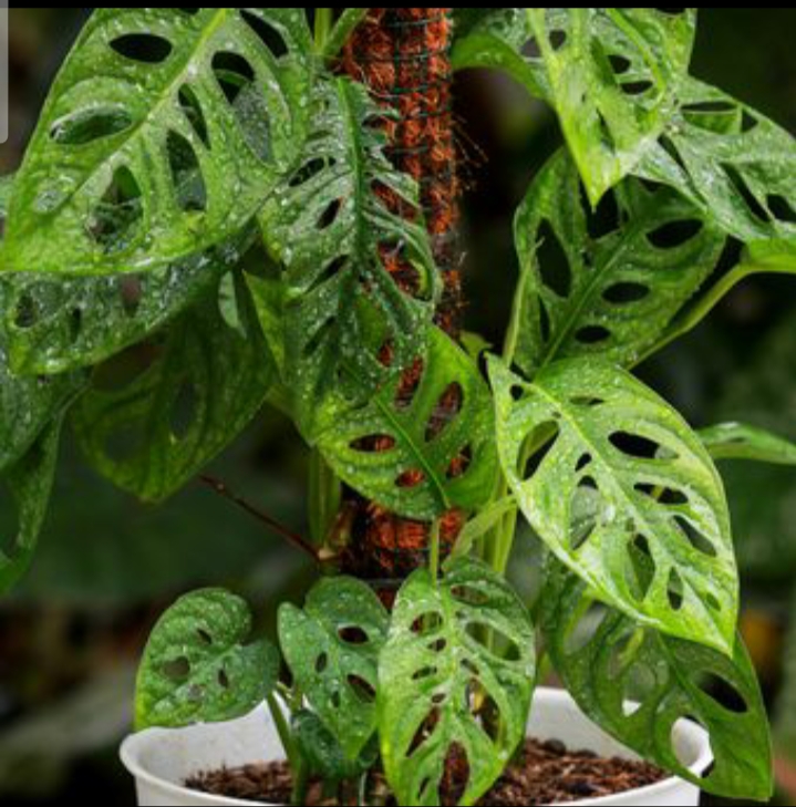 4 Penyakit Tanaman Janda Bolong! Bikin daun Cepat Kuning dan Kriting