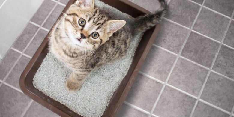 Ayo Biasakan Kucing Berak Pada Tempatnya, Inilah 3 Cara Mengajari Kucing Agar Bau kotorannya Tidak Kemana-mana