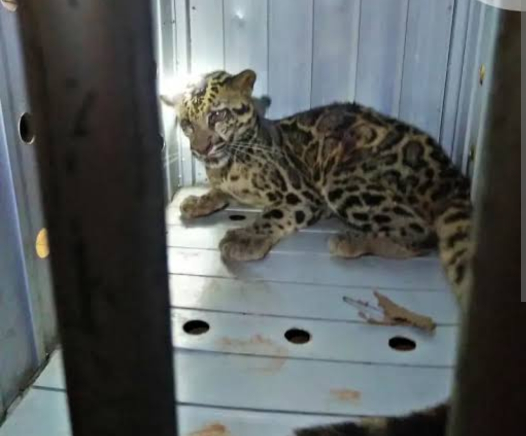 Tak Mudah Lestarikan Kucing Liar Dilindungi di Indonesia, Ada 5 Tantangan yang Harus Dihadapi