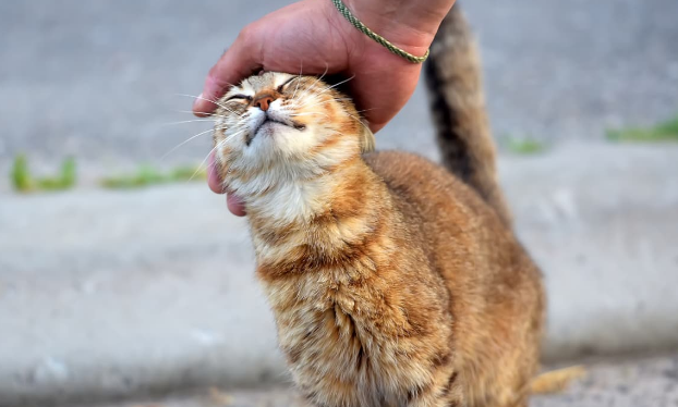 Bagaimana Cara Melatih Kucing Kampung Untuk Patuh dengan Pemiliknya? Simak 5 Caranya Disini!