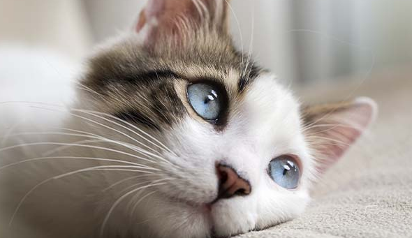 Sangat Sensitif! Ini 6 Tanda Kucing Sedang Depresi dan Sedih, yang Wajib Diketahui Pemilik Kucing!