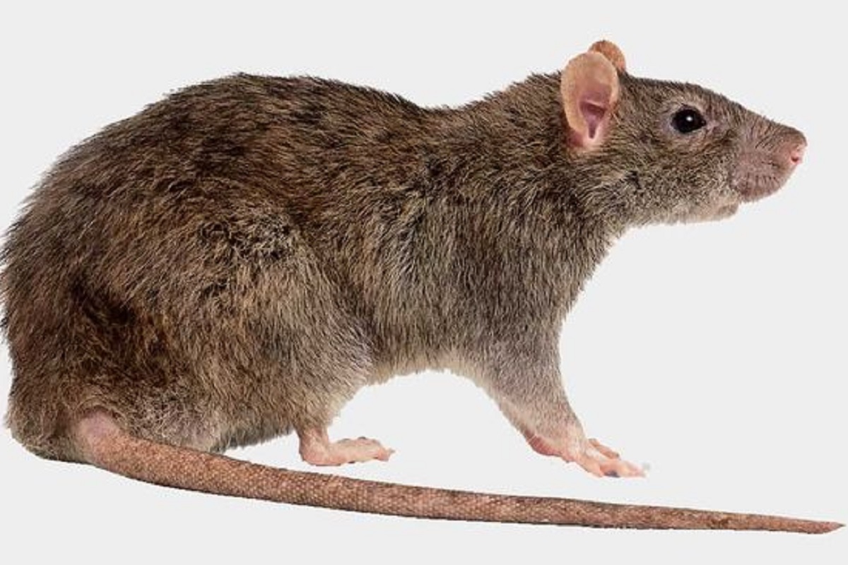 Efektif Usir Tikus di Plafon Rumah, Berikut 6 Cara Mengusir Tikus Menggunakan Kapur Barus