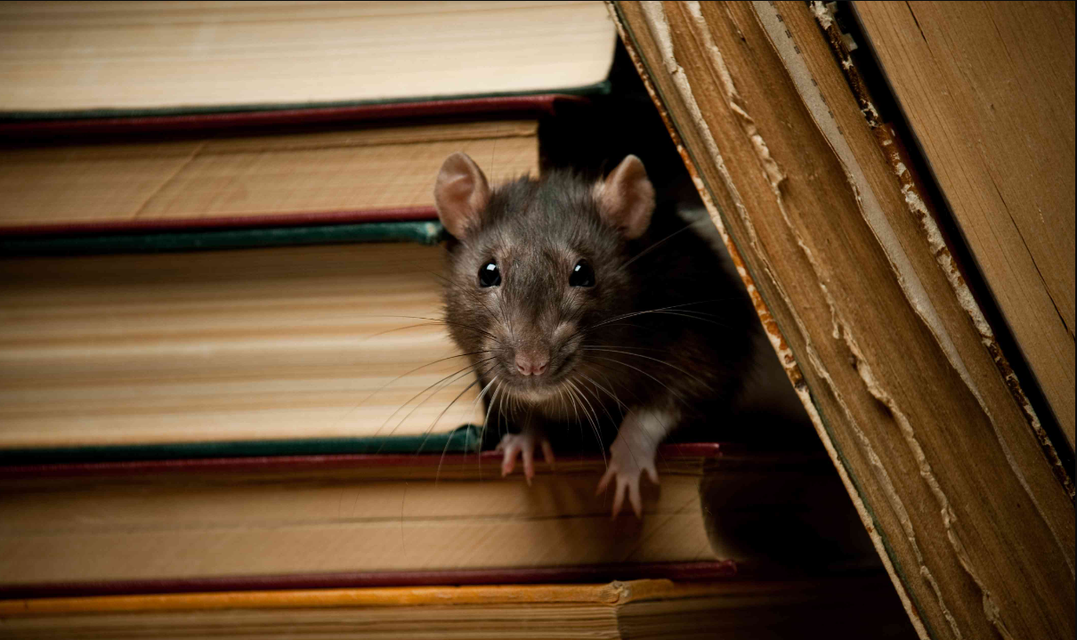 Awas Bisa Bikin Plafon Rumah Ambruk, Berikut 3 Bahaya Tikus di Plafon Rumah dan Cara Mengusirnya