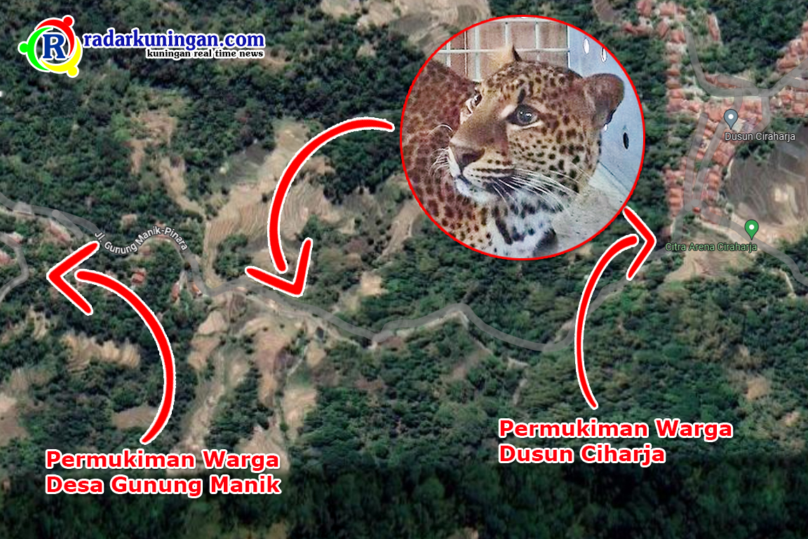 BTNGC Pastikan Macan Tutul di Gunungmanik Kuningan Bukan Rasi dan Slamet Ramadhan