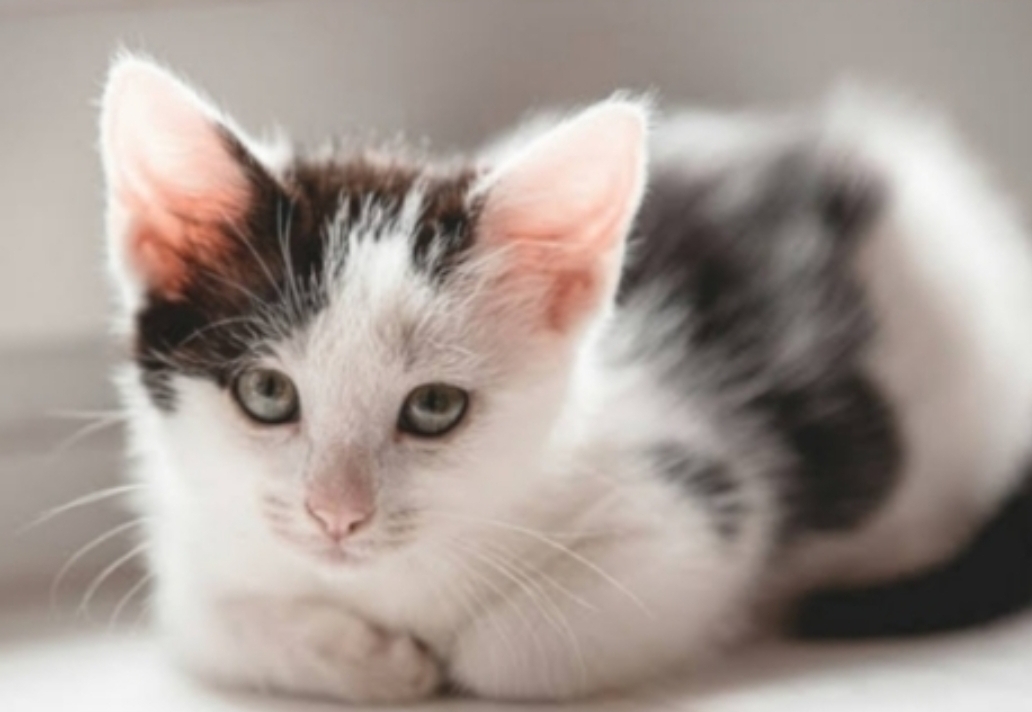 Uniknya Kucing Mix, Ini 4 Fakta Menarik Campuran Kucing Kampung dan Ras Persia, Lebih Tahan Penyakit