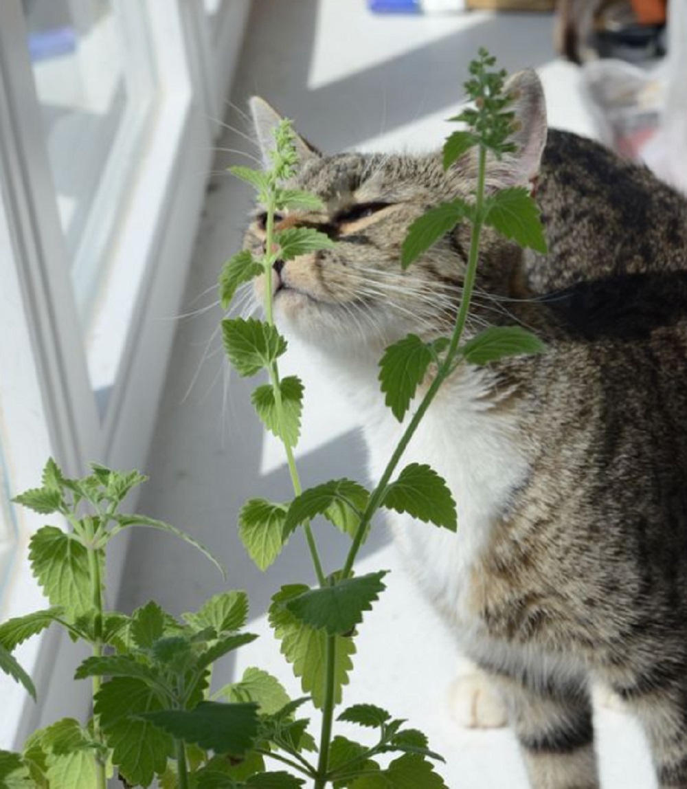 Inilah 8 Tanaman Yang Kucing Benci Karena Aromanya, Para Pemilik Kucing Wajib Tau!