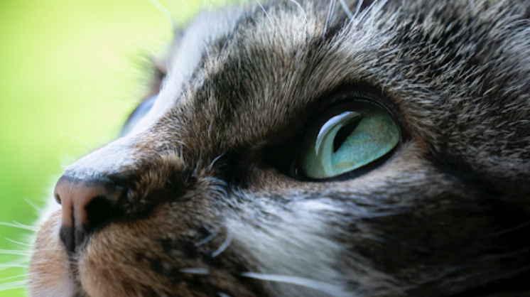 Ini 5 Cara Kucing Meminta Maaf Kepada Pemiliknya, yang Mungkin Sering Kita Abaikan!