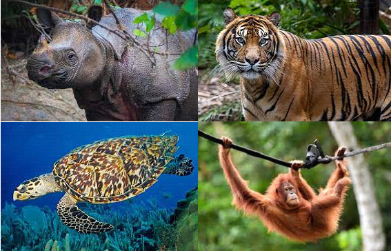 Bukan Hanya Harimau! Inilah 5 Hewan Yang Terancam Hampir Punah Di Indonesia, Apa Saja?