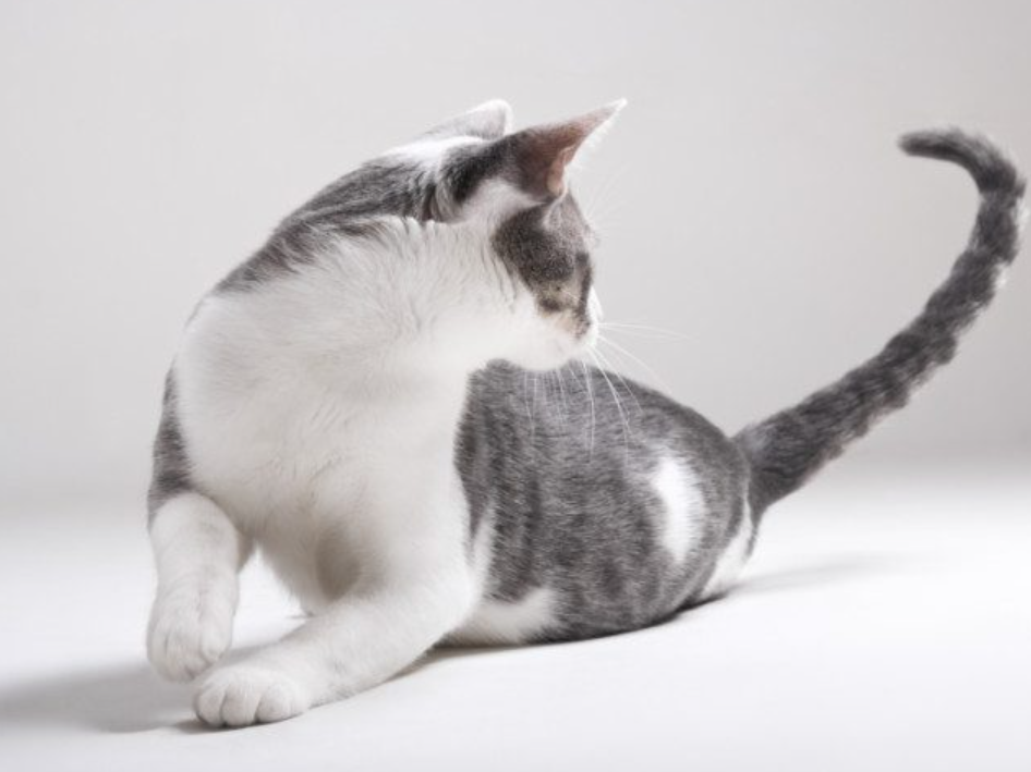 Bikin Gemas, Ternyata Ini 5 Alasan Kenapa Kucing Mengejar Ekornya Sendiri, Bukan Cuma Bermain!