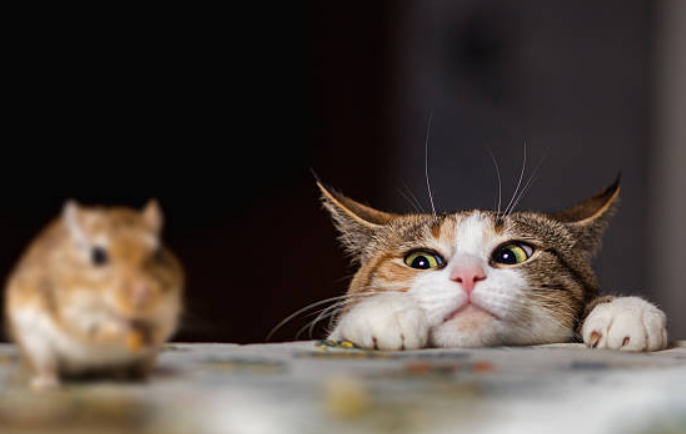 Kucing Sering Membawa Tikus atau Burung ke Rumah? Apa Artinya? Simak Penjelasannya Disini!