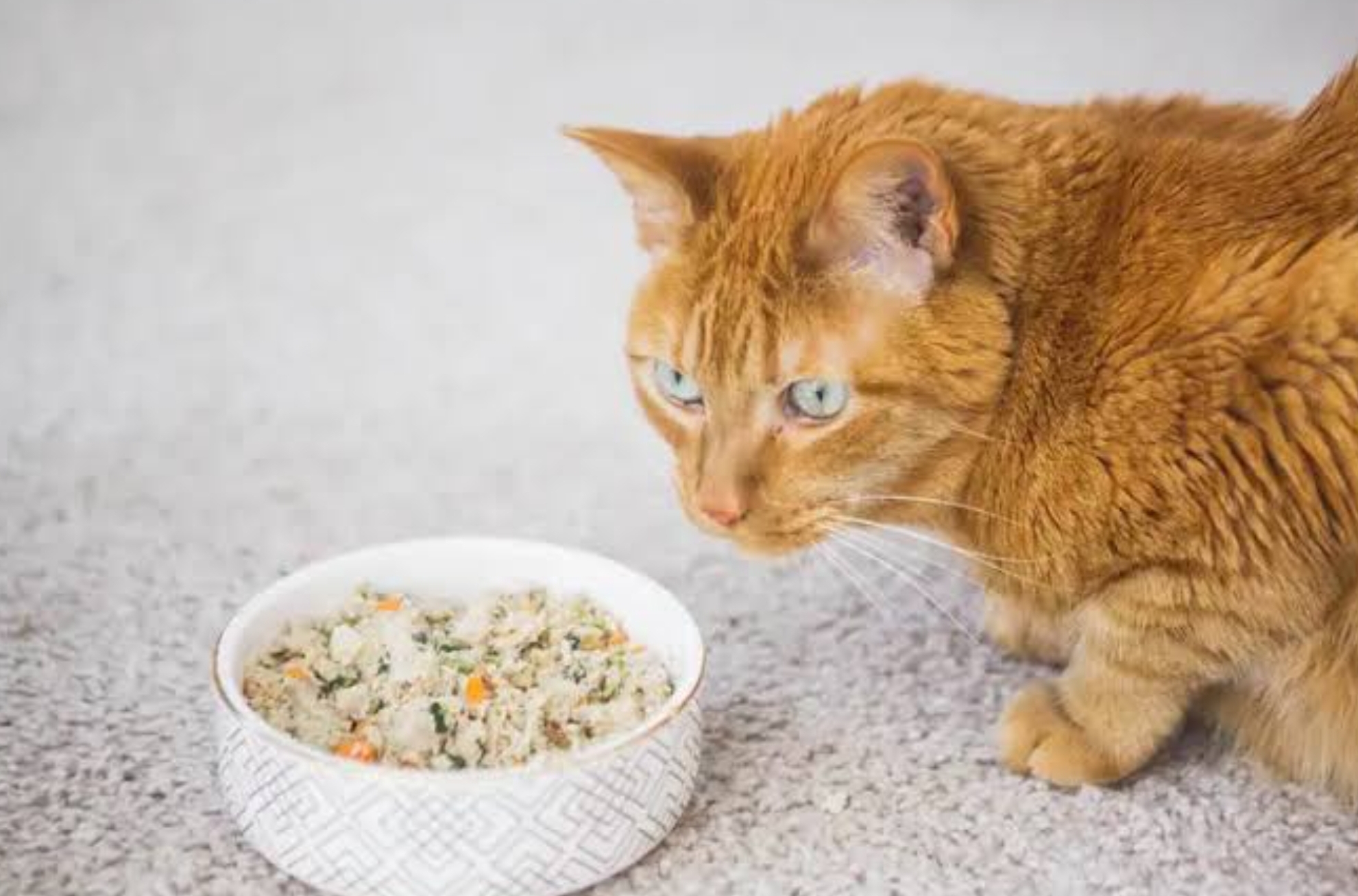 3 Resep Makanan Kucing Campuran Ikan Kaya Protein dan Serat, Anabul Jadi Sehat