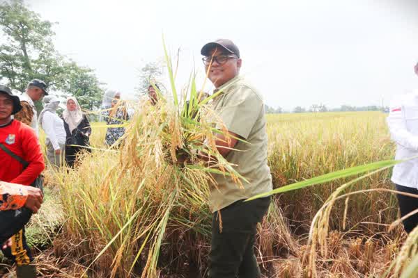 Kuningan ‘Curi Start’ Panen Sawah di Maret, Pantura Masih Pemanasan