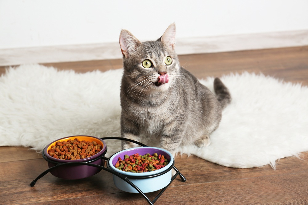 5 Merk Makanan Kucing Murah dengan Produk Berkualitas Tinggi yang Menjadi Incaran Pecinta Anabul