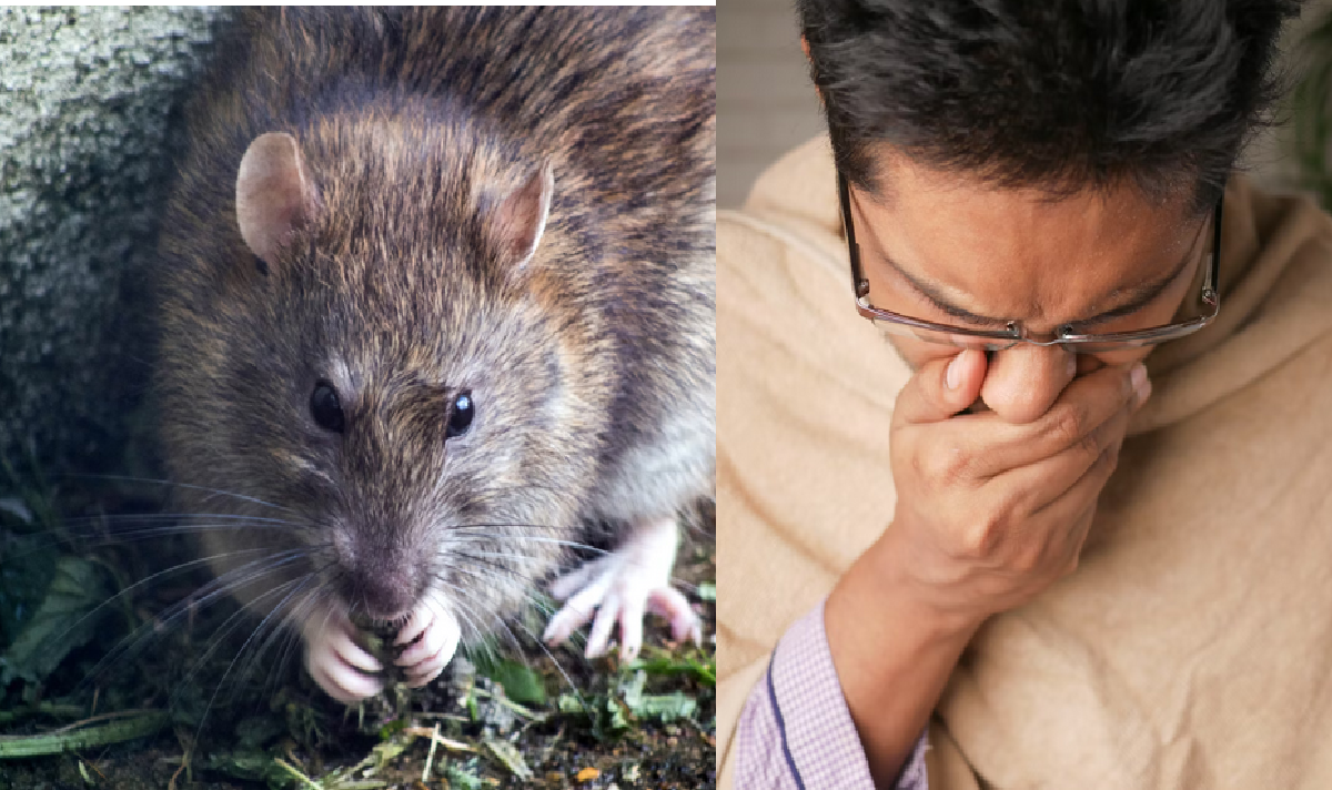 Inilah 5 Penyakit yang Dibawa oleh Tikus, Ternyata Bisa Bikin Demam Tinggi ?