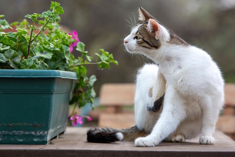 Bikin Kucing Liar Takut dan Kapok Datang ke Rumah! Berikut 5 Tips Mengusir Tikus PUP Sembarangan di Halaman