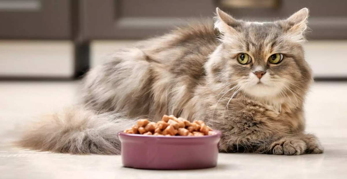 Daftar Merk Makanan Kucing Murah dan Berkualitas yang Bisa Dengan Mudah Kamu Dapatkan di Indomaret Terdekat