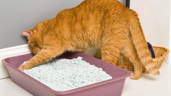 Ternyata Inilah 5 Penyebab Kotoran Kucing Bau Menyengat Dan Cara Mengatasinya