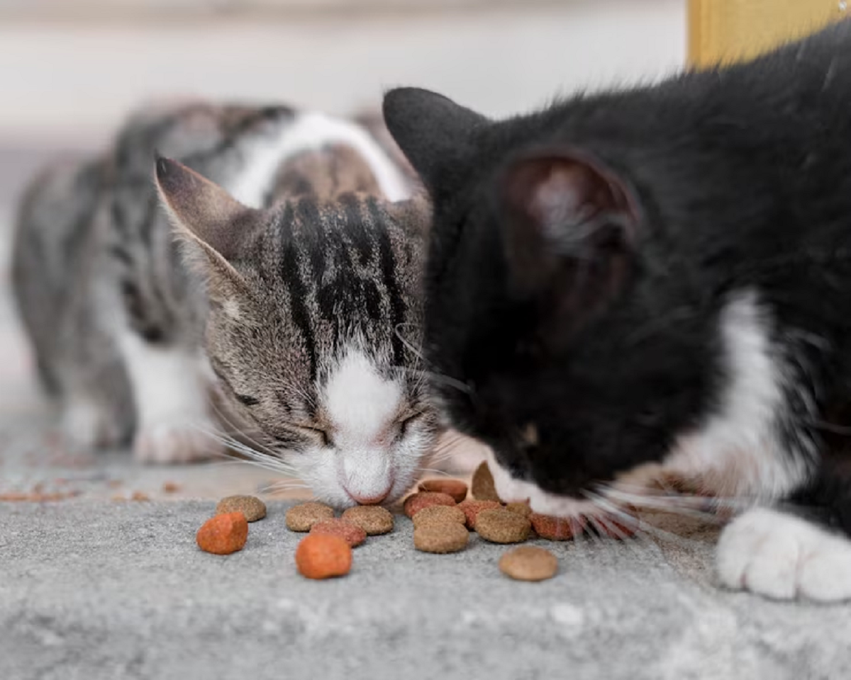 Jangan Salah Pilih! Berikut Makanan Kucing Kampung Yang Tidak Boleh Kamu Berikan Setiap Hari