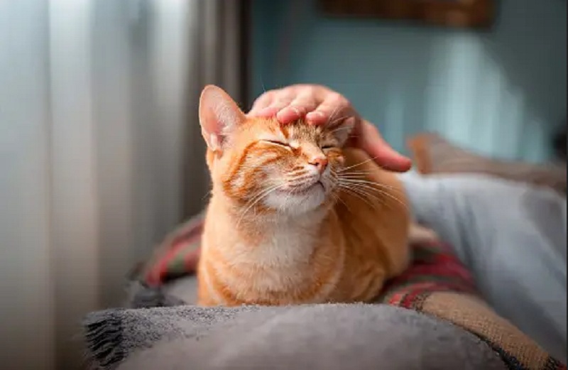 5 Tanda Kucing Menghormati dan Menghargaimu Sebagai Pemiliknya, Simak Yang Dilakukannya Disini