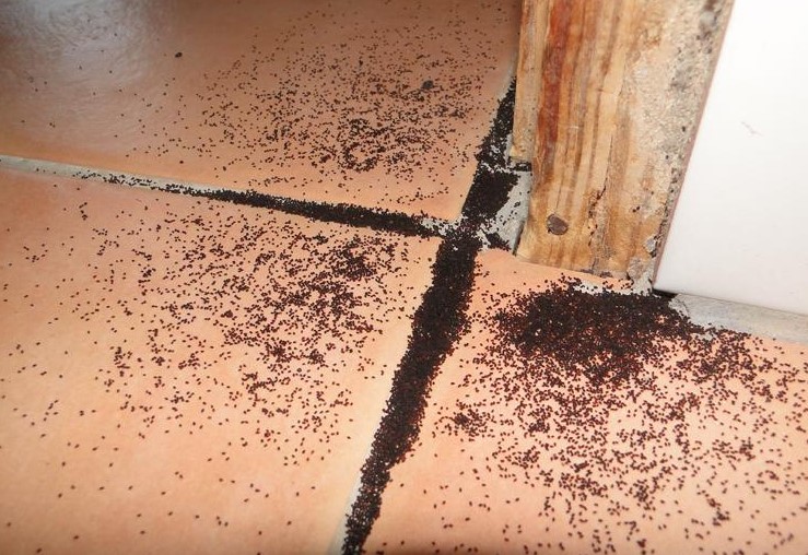 Diklaim Ampuh Basmi Semut! Ini Cara Basmi Semut Pakai Ampas Kopi, dengan 5 Langkah Berikut