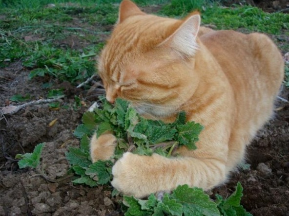 Mengenal Tanaman Catnip dan Alasan Mengapa Kucing Menyukainya