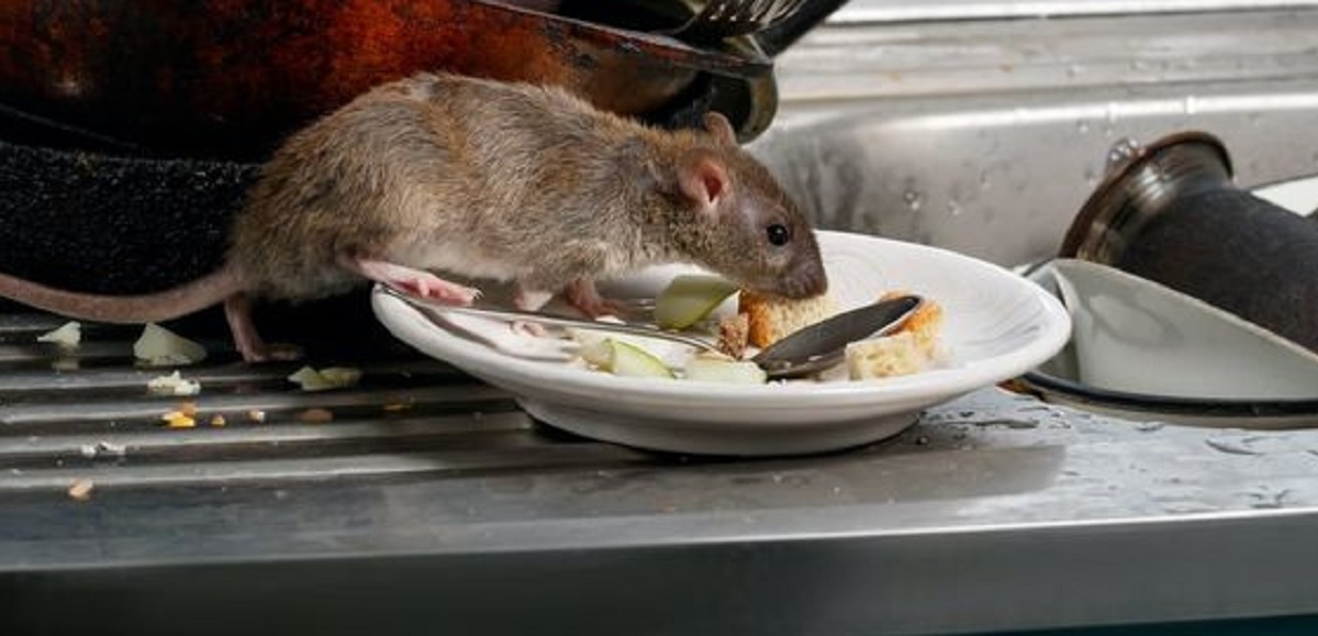 Banyak Orang Tidak Tahu, Rupanya Ini 5 Penyebab Tikus Masuk Ke Rumah