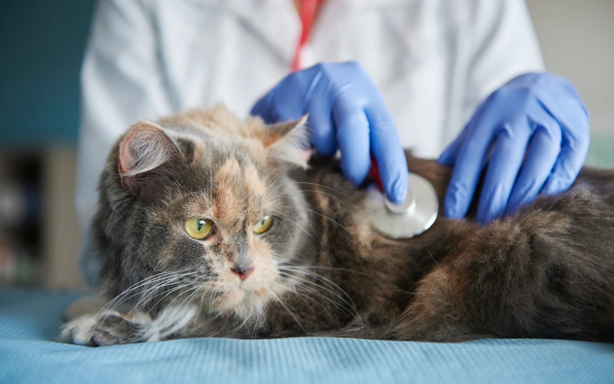 Ngeri! Ini 3 Jenis Penyakit Zoonosis yang Bisa Ditularkan oleh Kucing kepada Manusia, Waspadalah