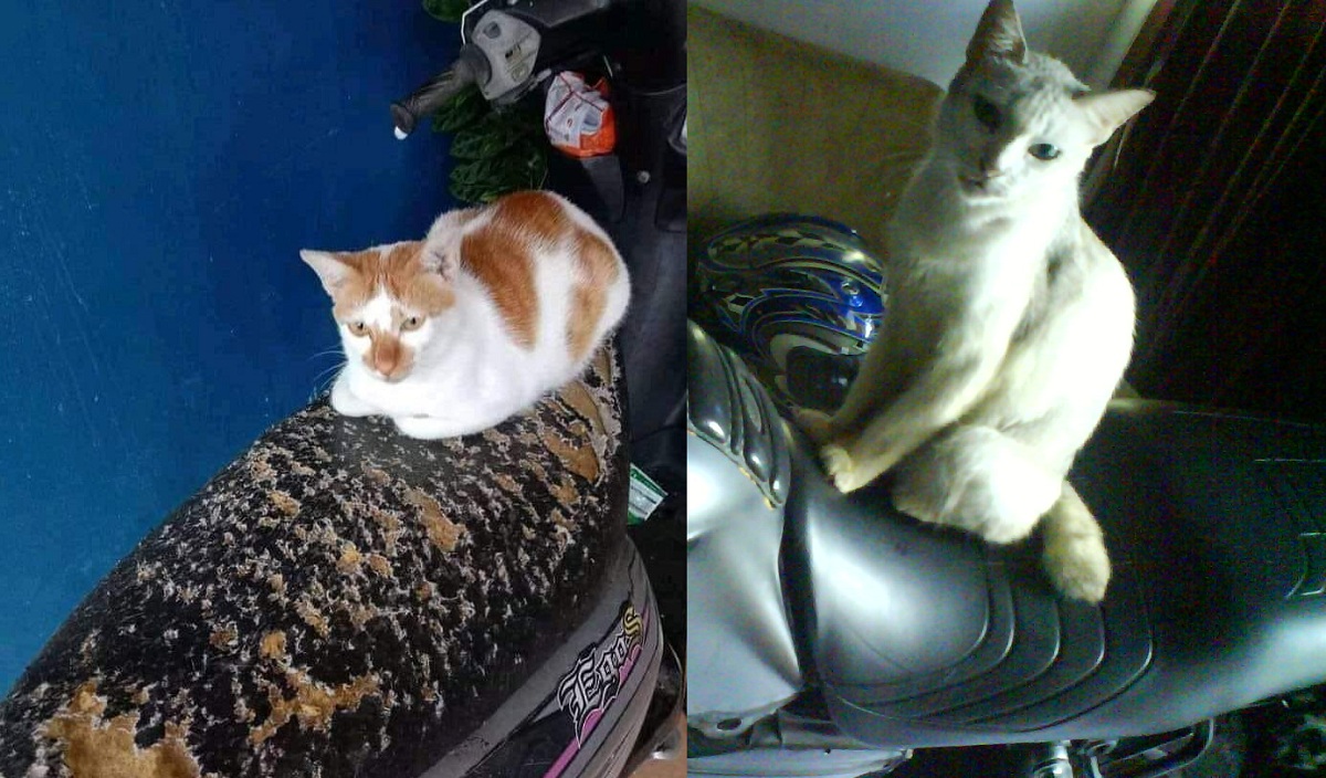 Bukan Nakal Atau Usil, Ternyata Ini 4 Alasan Kenapa Kucing Suka Mencakar Jok Motor, Bikin Kucing Rileks!