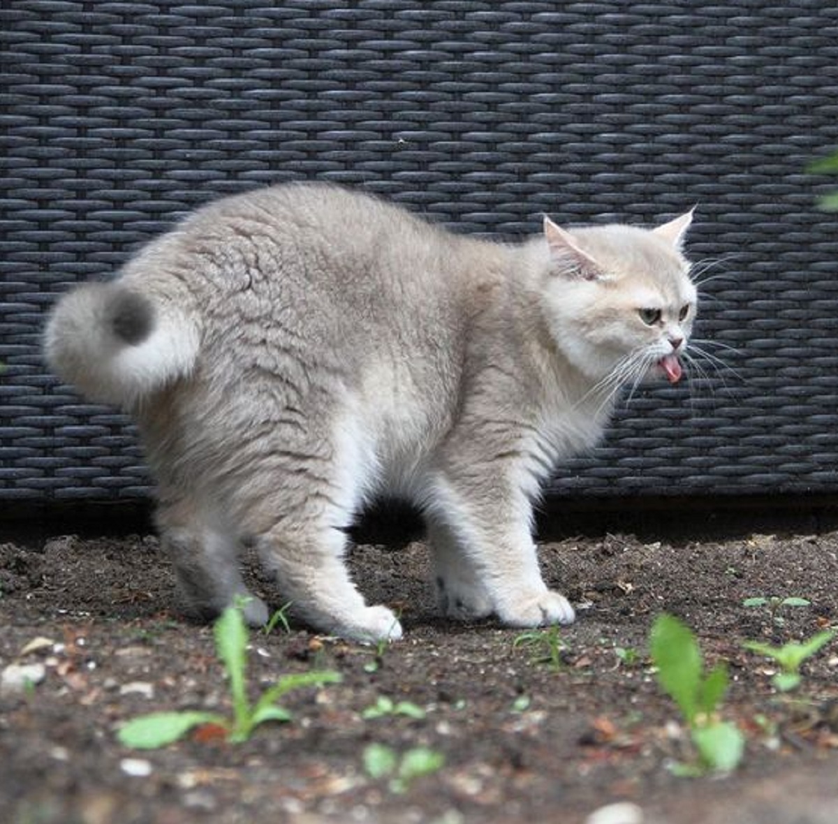 Halaman Rumah Sering Di Datangi Kucing Untuk Buang Air? Yuk Simak 6 Tips Mengusir Kucing Agar Tidak Kembali 
