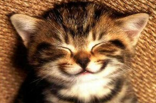 Pemilik Anabul Wajib Tau! Ini 7 Cara Mengetahui Kucing Bahagia dengan Pemiliknya Atau Tidak