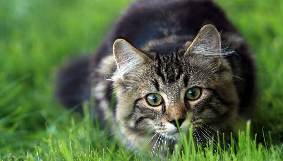 4 Alasan Kenapa Kucing Makan Rumput, yang Ternyata Ada Manfaatnya!