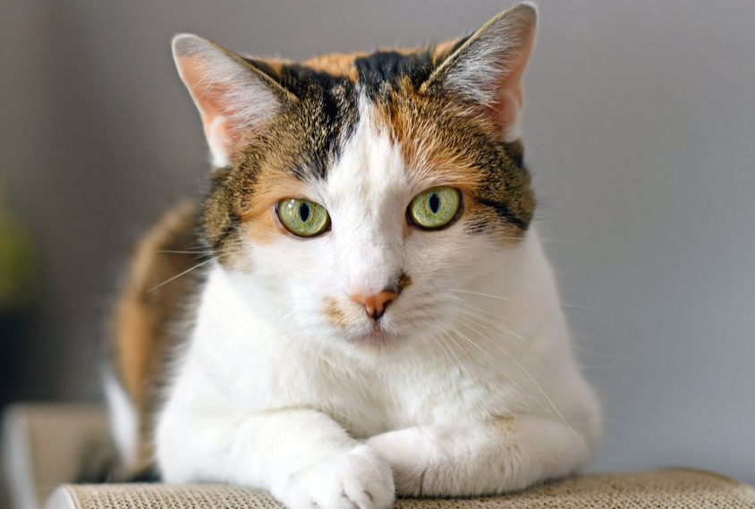 5 Ciri Ciri Kucing Pembawa Sial! Bisa Membawa Penyakit Hingga Musibah?