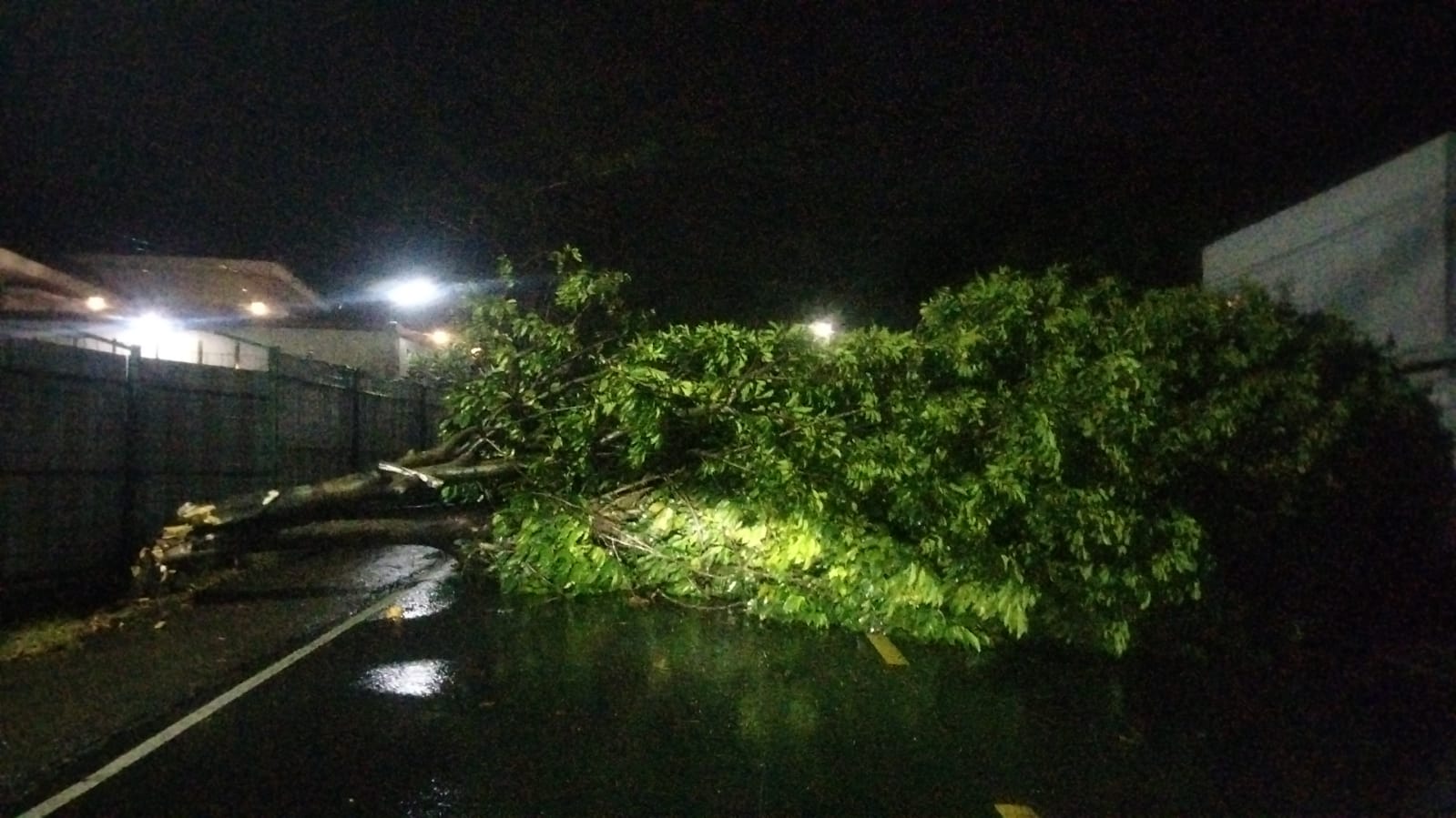 Pohon Tumbang, Dua Jam Akses Jalan Kuningan-Cirebon Tertutup