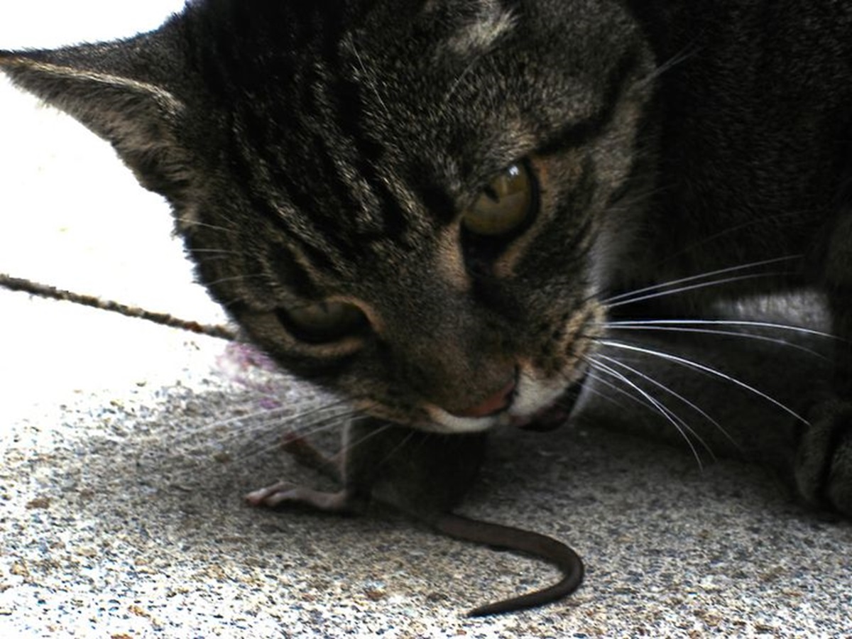 Hati-Hati! Inilah Bahaya Kucing Makan Tikus dan Juga Tindakan yang Wajib Dilakukan