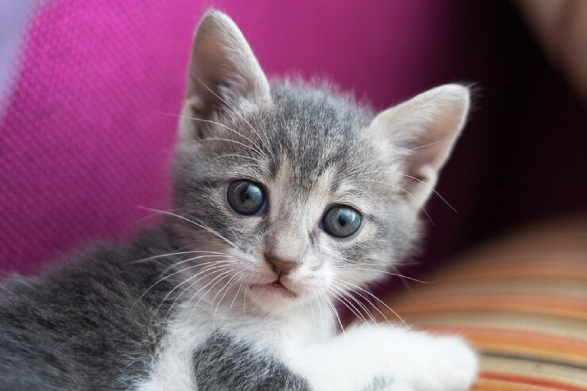 Harus Dilatih Dari Kecil! Ini 3 Sifat Kucing Kampung Yang Dapat Kamu Latih Sejak Usia Bayi