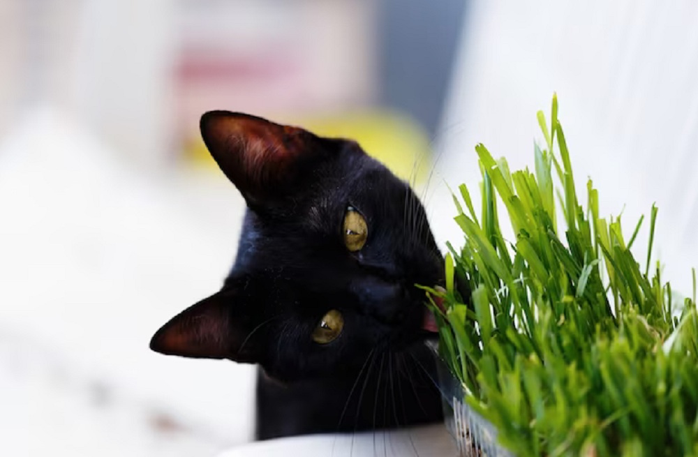 Ini Dia 5 Manfaat Kucing Makan Rumput, Jangan di Sepelekan!