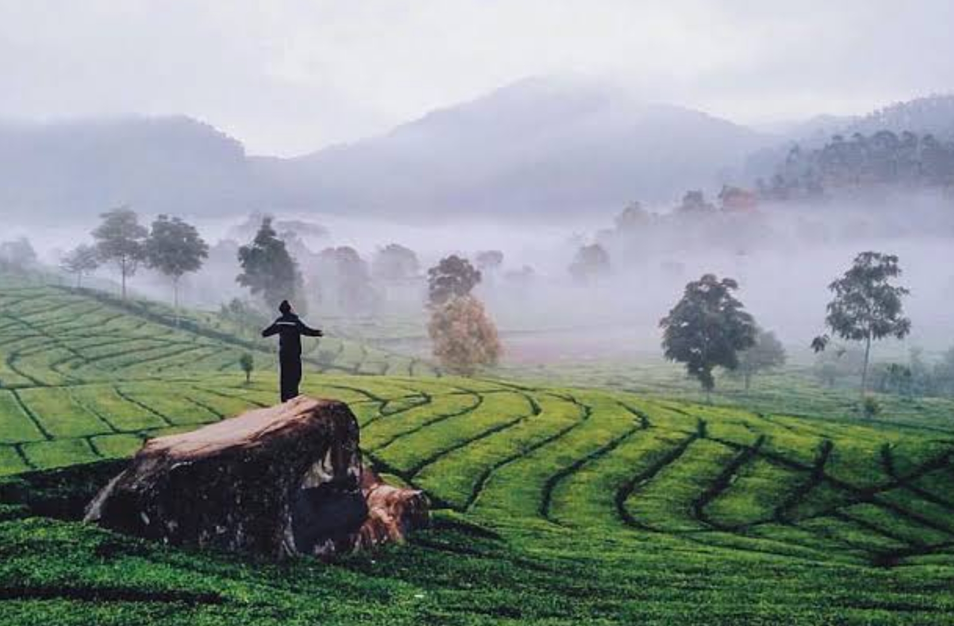 Kabut Ciwidey Selalu Mempesona dan Dirindukan, Ini 4 Tempat Wisata untuk Menikmatinya