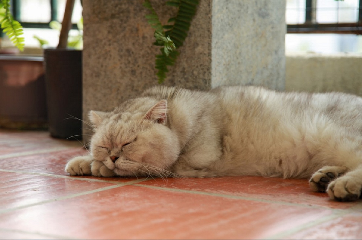 5 Alasan Kucing Suka Tidur di Lantai, Apakah Berbahaya? Yuk Simak