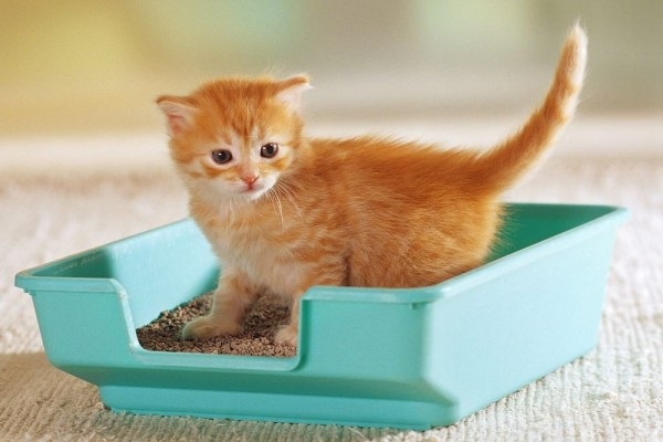 Kucing Kampung yang Baru Saja Dipelihara Harus Diajari Membuang Kotoran pada Litter Box, Inilah 3 Caranya!