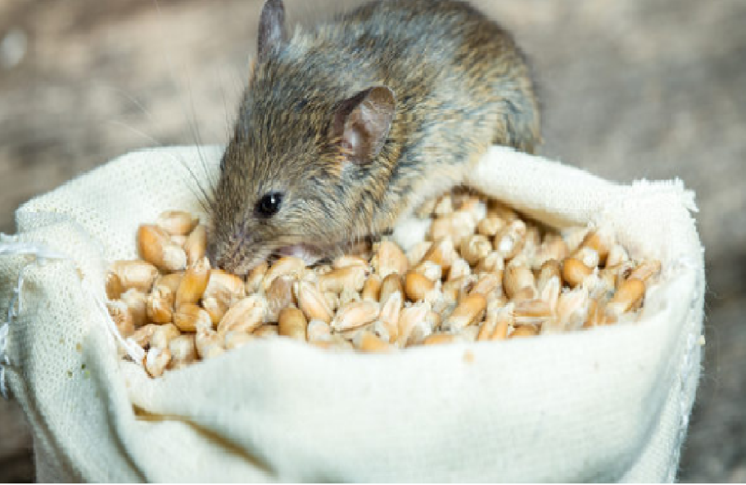 7 Makanan Tikus di Rumah, Cocok Dijadikan Umpan Jebakan