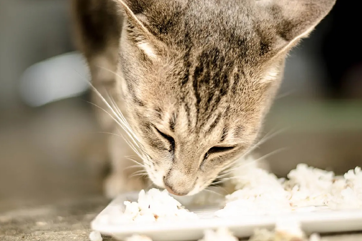Kucing Kampung Diberi Makan Nasi, Benarkah Bikin Bulu Jadi Rontok dan Kena Diabetes?