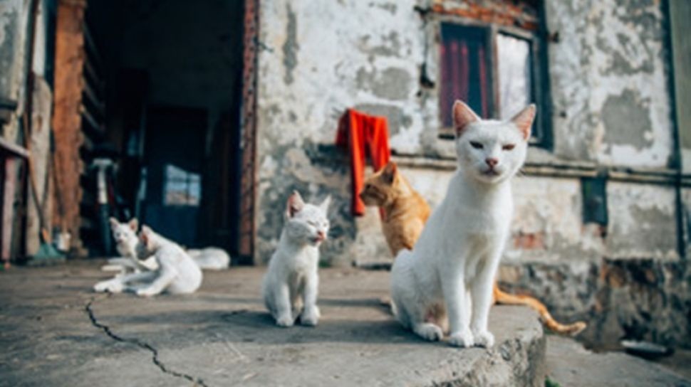 Aroma Busuk Menyengat Akibat Kucing Berak Sembarangan di Rumah, Atasi dengan 3 Kelemahan Kucing Ini!