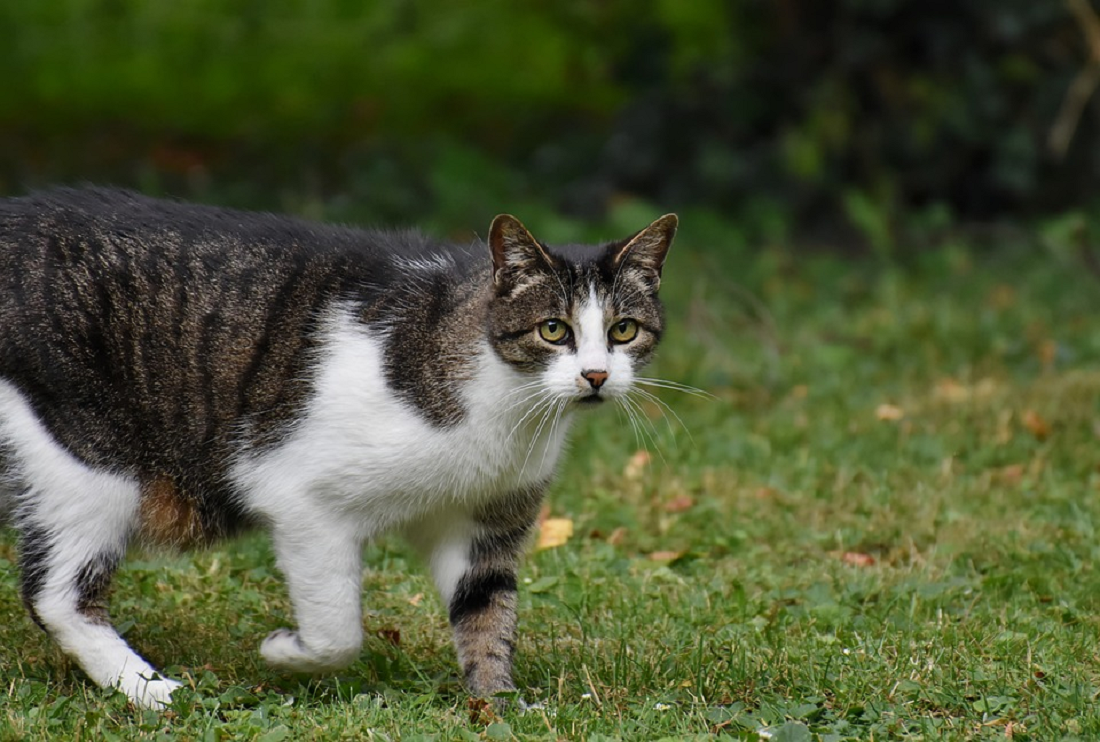 Jangan Memelihara Kucing Kampung Jika Masih Memiliki 3 Hal Ini! Apa Saja? Simak Penjelasannya